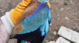 Denizli'de Yaralı Gökkuzgun Kuşu Tedavi Altına Alındı