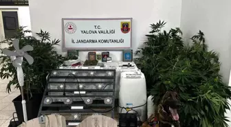 Yalova'da Uyuşturucu Yetiştiren Şüpheli Tutuklandı