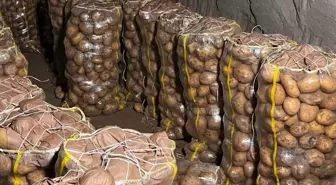 Yurt dışından gelen 2 bin tondan fazla patates virüslü çıktı