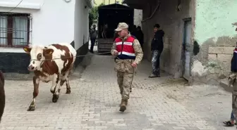 Şanlıurfa'da Kaybolan 26 Hayvan Jandarma Tarafından Bulundu