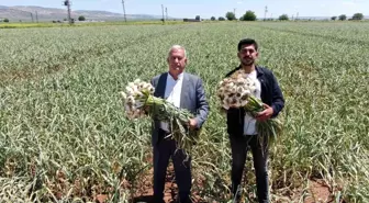 Gaziantep'te Araban Sarımsağı Hasadı Başladı