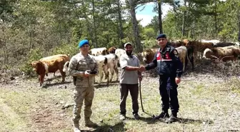 Kütahya'da Kaybolan 19 Büyükbaş Hayvan Dron ile Bulundu
