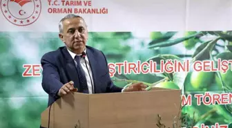 Samsun'da Zeytin Yetiştiriciliği Gelişiyor