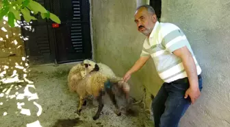 Başıboş Sokak Köpekleri Hayvanlara Saldırdı: 6 Küçükbaş Telef Oldu