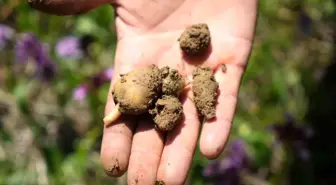 Samsun'da 'Topraktaki Altın' Salep Hasadı Başladı