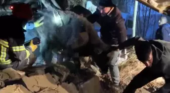 Yüksekova'da Ahırın Çökmesiyle Yaralı Hayvanlar Kurtarıldı