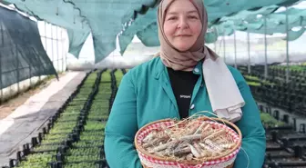 50'sinden sonra üniversiteli olan kadın girişimcilerle ata tohumundan fide yetiştiriyor