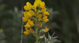 Eber Sarısı Endemik Bitkisinin Korunması İçin Önlemler Alınıyor
