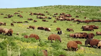 Ağrı'nın Dağ Köylerinde Rengarenk İlkbahar Manzaraları