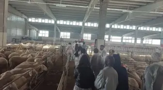 Üniversite Öğrencileri Hayvan Yetiştiriciliği Eğitim Aldı