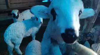 Giresun'da Hayvan Aşılama ve Küpeleme Çalışmaları Tamamlandı