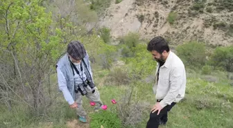 Çubuk'ta Şakayık Şöleni Doğaseverleri Ağırlıyor