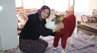 Amasya'da Aile Buzağıyı Evde Besliyor