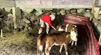 Artvin'de Bir İneğin Dördüz Doğumu Hayvanseverleri Şaşırttı