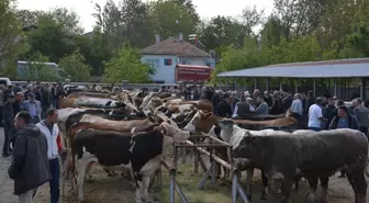 Uşak'ta Canlı Hayvan Pazarı Yeniden Açıldı