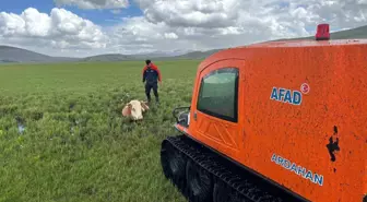 Ardahan'da Bataklığa Saplanan İnek Kurtarıldı