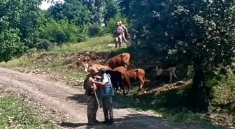 Batman'da Kaybolan 15 Büyükbaş Hayvan Jandarma Tarafından Bulundu