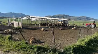 Kurt Saldırısı: 12 Koyun Telef Oldu, 20 Yaralı
