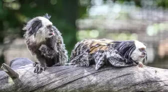 Bursa Hayvanat Bahçesi'nde Beyaz Yüzlü Marmoset Maymunlarına Özenli Bakım