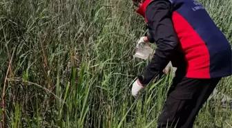 Çanakkale'de Çeltik Ekim Alanlarında Sivrisinek Mücadelesi Başlatıldı