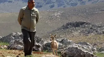 Maviş: Sevimli Dağ Ceylanı Ziyaretçilerin İlgi Odağı