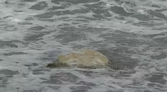 Datça'da Ölü Caretta Caretta Bulundu