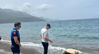 Datça Sahilinde Ölü Caretta Caretta Bulundu