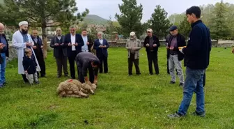 Dodurga Beldesinde Şükür Kurbanı Kesildi