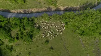 Doğu Karadeniz'de Besicilerin Yayla Göçü Başladı