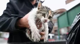Düzce'de Taksici, Kurtardığı Kedi Yavrusunu Sahiplendi
