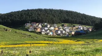 Eğriçimen Yaylası'nda Sarı Papatyalar Açıldı