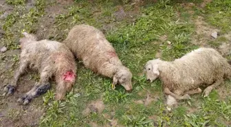 Erzincan'da Kurtlar Ağılda 15 Kuzuyu Telef Etti