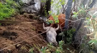 Erzincan'da Nehir Kıyısına Düşen İnek Kurtarıldı
