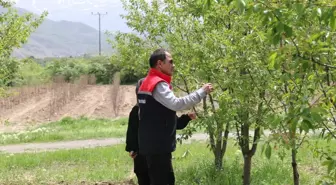 Erzincan'da 40 Bin Vişne Ağacıyla Organik Üretim