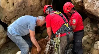 Fethiye'de Mahsur Kalan Köpek Kurtarıldı