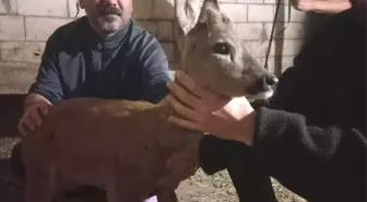 Köpek Saldırısından Kurtarılan Yavru Karaca Tedavi Altında