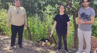 Giresun Üniversitesi'nden Kedilere Beslenme Desteği