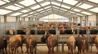 İBB'den Kurban Satış ve Kesim Hizmeti