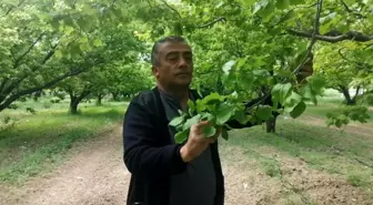 Isparta'da Zirai Don Kayısı Üreticilerini Vurdu
