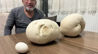 Isparta'da Dev Mantar Bulundu