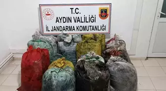 Aydın'da İzinsiz Zeytin Toplayan 11 Şüpheli Suçüstü Yakalandı