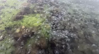 Sinop'ta Denizanası Yoğunluğu Artıyor