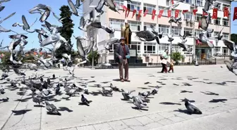 92 Yaşındaki Ali Haydar Turan'ın Güvercinlere Olan Sevgisi