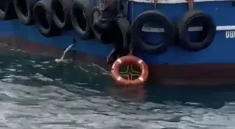 Kartal'da Denize Düşen Kadın, Balıkçı Teknesiyle Kurtarıldı