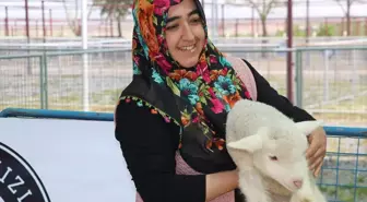 Kayseri'de Koyun Güzellik Yarışması Düzenlendi