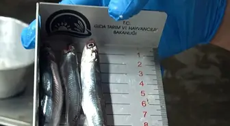 Kırklareli'de Su Ürünleri Denetimi Yapıldı