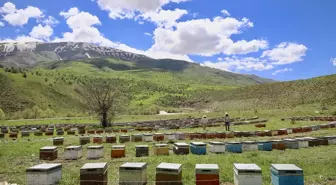 Bingöllü Arıcılar İlkbahar Dönüşü için Hazırlanıyor