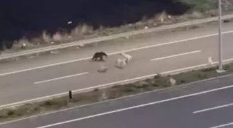 Ardahan'da Bozayı ve Köpeklerin Dalaşı Kamerada