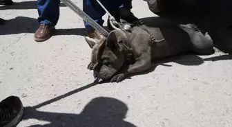 Malatya'da Pitbull Saldırısı: Bir Kadın Yaralandı