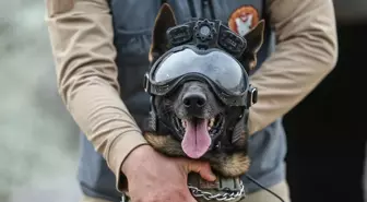 Bursa'da Eğitimli Askeri Köpekler, TSK'ya Destek Oluyor